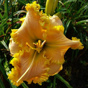 Spacecoast Lap of Luxury Daylily