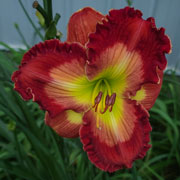 Spacecoast Persimmon Wine Daylily