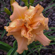 Spacecoast Pink Parasol Daylily