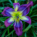 Spacecoast Seize The Day Daylily