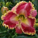 Spacecoast Shake Your Hips Daylily
