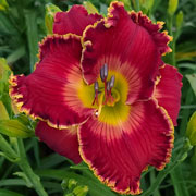 Spacecoast Simply Superb Daylily