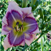 Spacecoast Small Victory Daylily