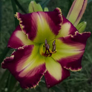 Spacecoast Spearmint Smoothy Daylily