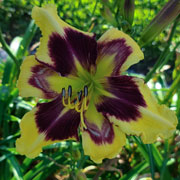 Spacecoast Wide Eyed Envy Daylily