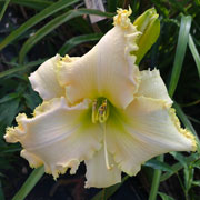 White Dazzler Daylily
