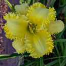 Yellow Claw Daylily