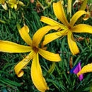 Yellow Stinger Daylily